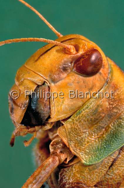 Locusta migratoria solit.JPG - in "Portraits d'insectes" ed. SeuilLocusta migratoriaCriquet migrateur (forme solitaire)Migratory locustOrthopteraAcrididaeFrance